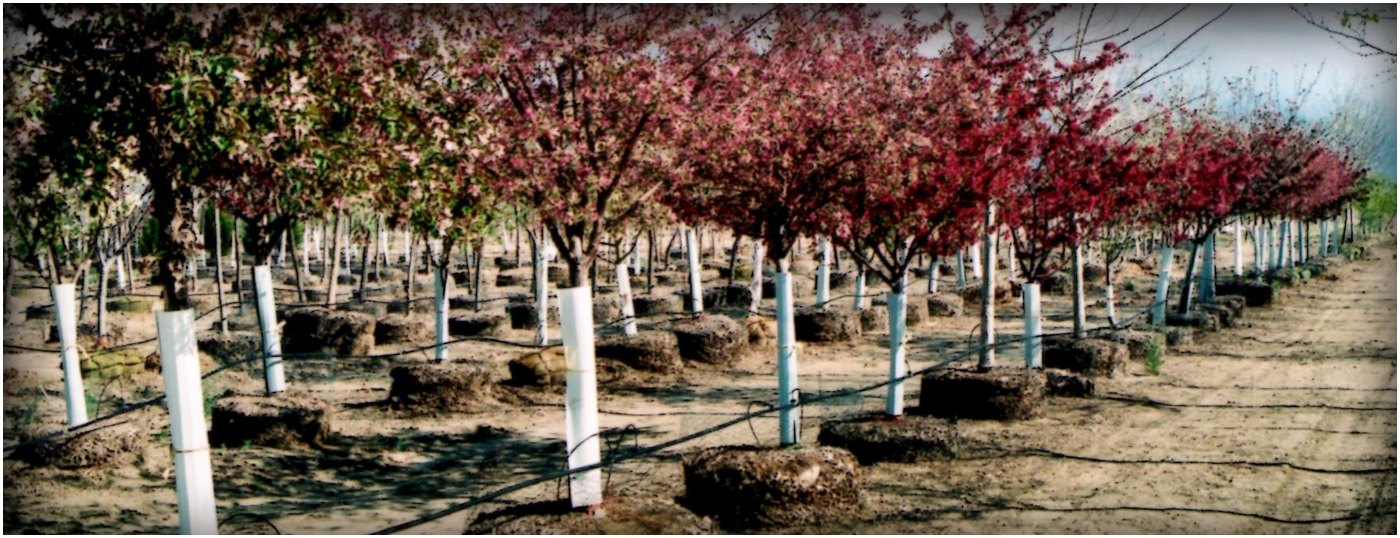 Continental Tree Farms