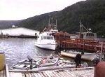 Newfoundland_pidgey
