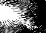 Palmtree2_newsite