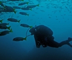 Scubadiver_pidgey