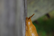 Bo_wall16_willick