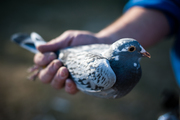 Pigeons4
