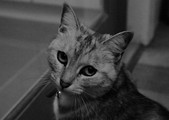 Sd12_grey_savic
