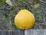 Sd12_yellow_kost