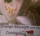 Sd12_orange_lietzau