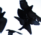 Flightseries_3