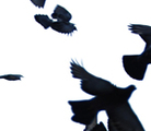 Flightseries_2
