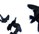 Flightseries_4