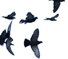 Flightseries_5