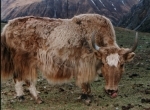 Annapurna_newsite