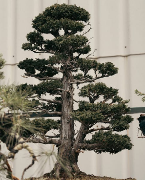 Why Routine Tree Pruning Matters for Tree Health Why Routine Tree Pruning Matters for Tree Health