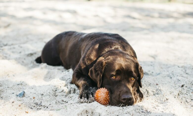 Can You Use Benadryl to Calm Dogs? A Safe Guidefp Can You Use Benadryl to Calm Dogs? A Safe Guidefp