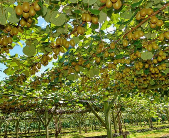 Professional Gold Kiwifruit Plant Services and Orchard Care Professional Gold Kiwifruit Plant Services and Orchard Care