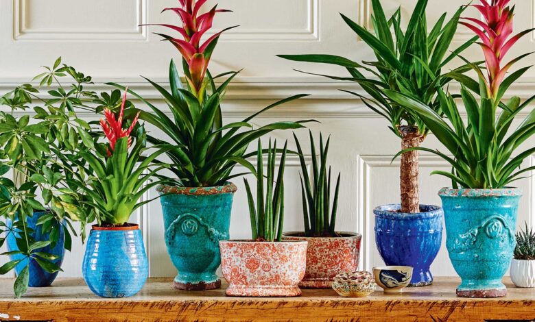 Lighting Tips for Indoor Plants: Natural Light vs. Grow Lights Lighting Tips for Indoor Plants: Natural Light vs. Grow Lights
