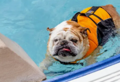 Ensuring Bulldog Safety and Comfort: A Guide to Water Safety and Cozy Blankets Ensuring Bulldog Safety and Comfort: A Guide to Water Safety and Cozy Blankets