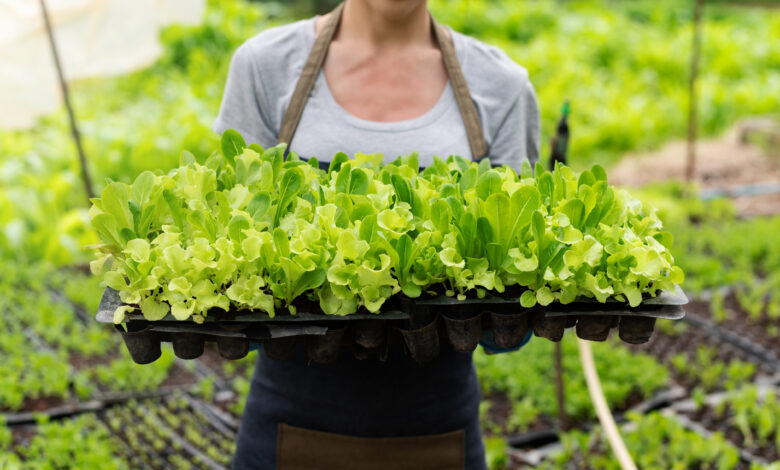 How Are UV And Infrared Wavelengths Influencing Next-Gen Plant Lighting? How Are UV And Infrared Wavelengths Influencing Next-Gen Plant Lighting?