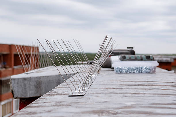 How Do Pigeon Spikes Protect Your Roof from Birds? How Do Pigeon Spikes Protect Your Roof from Birds?