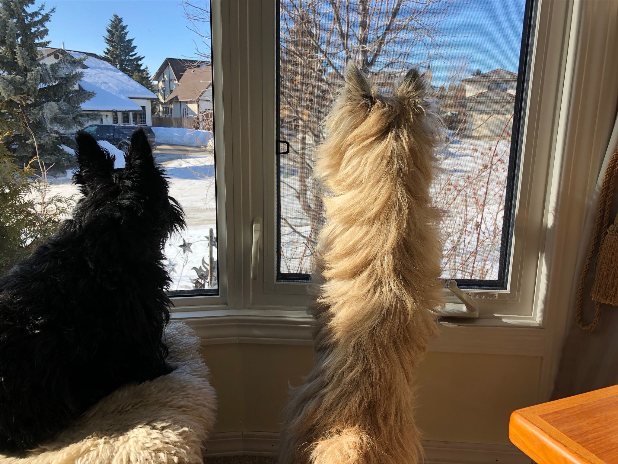 The kids on watch