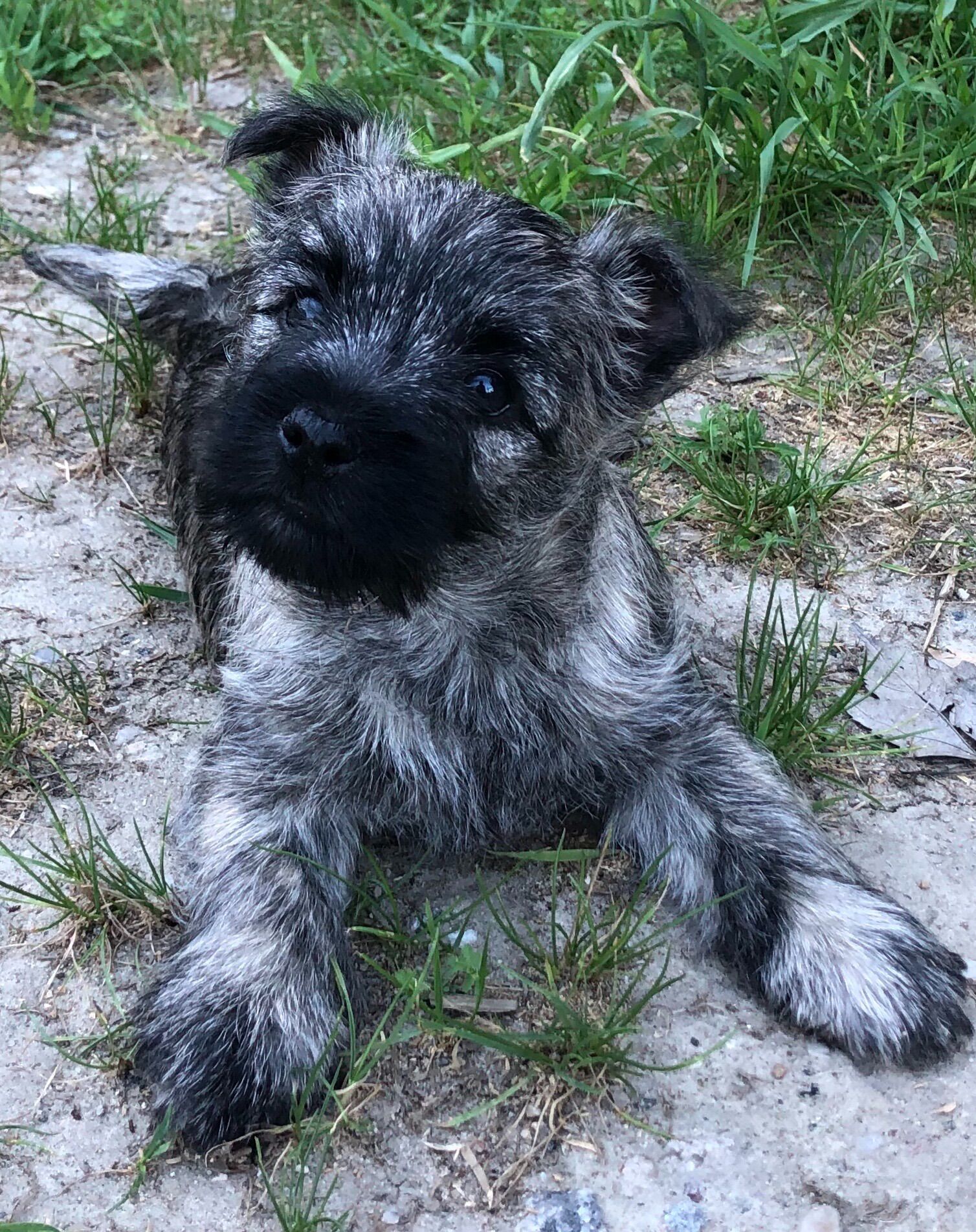 Arwen