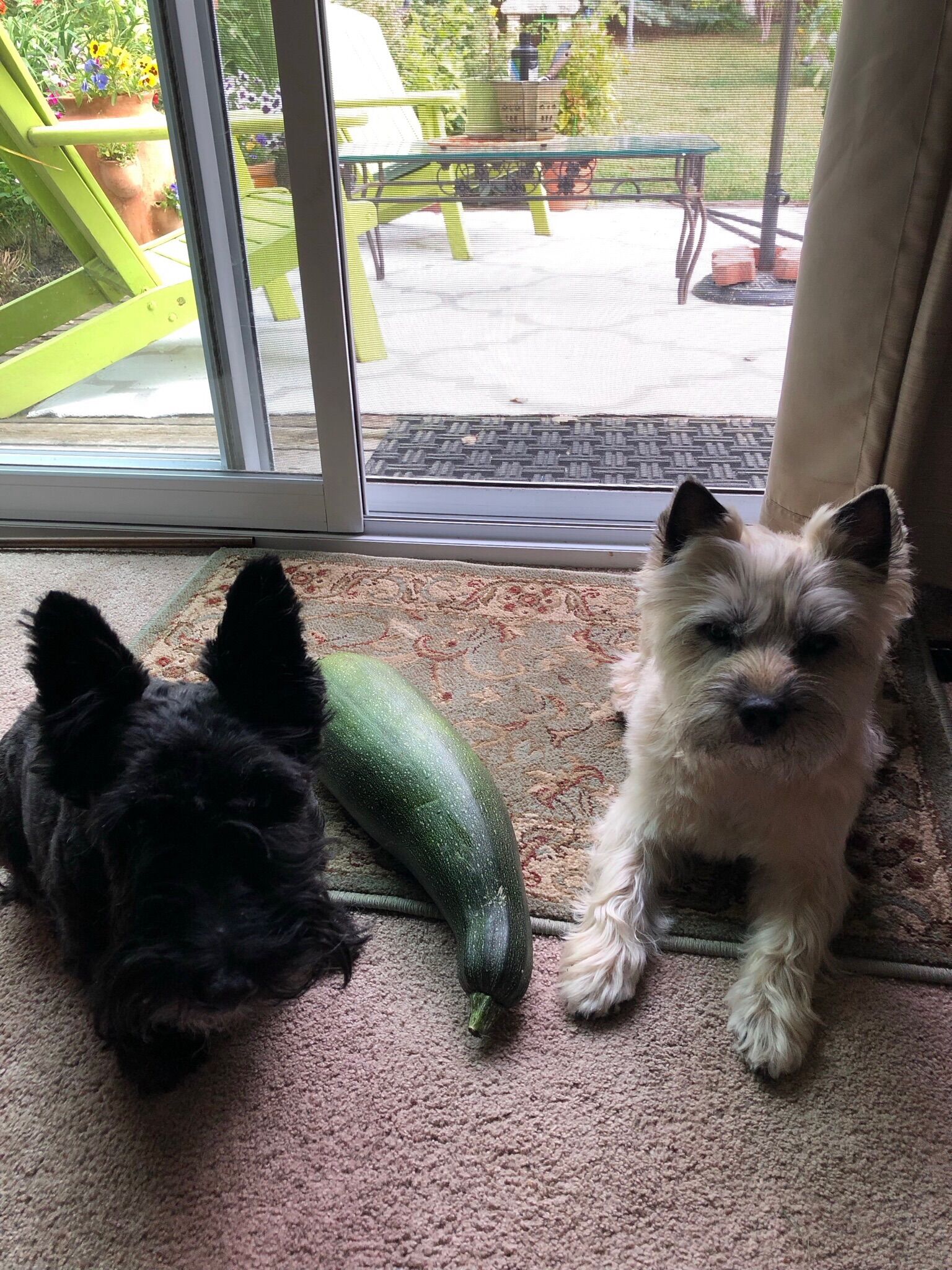 The Terriers hunting