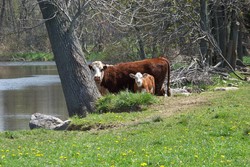 Mamma and her calf at the creek on the North Lane