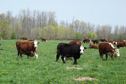 Cows in the Pasture