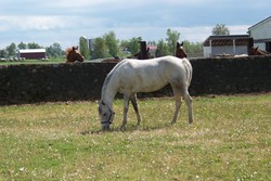 Willow in the Sand Ring