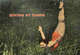 Diving_at_dawn_7_22_1000px