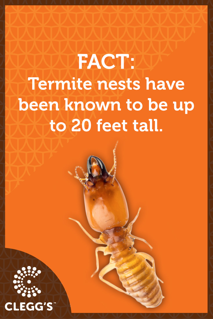 Today's Termite PestControl Fact! Termites, Termite control, Facts