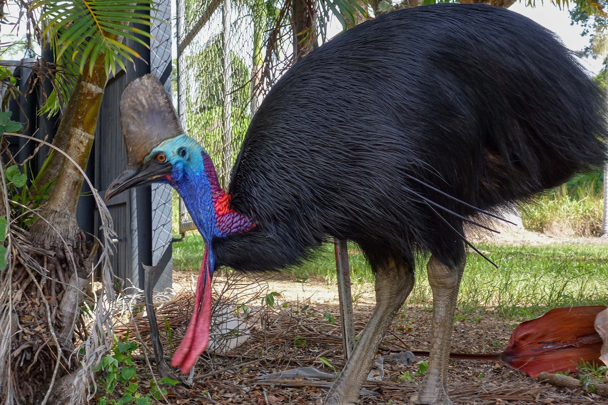 Have you seen a Cassowary in the wild before? We are very lucky in