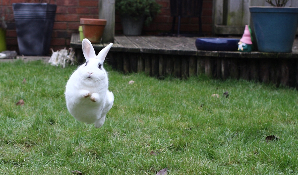Why, a flying rabbit is bound to flap his ears! Right? Rabbit jumping