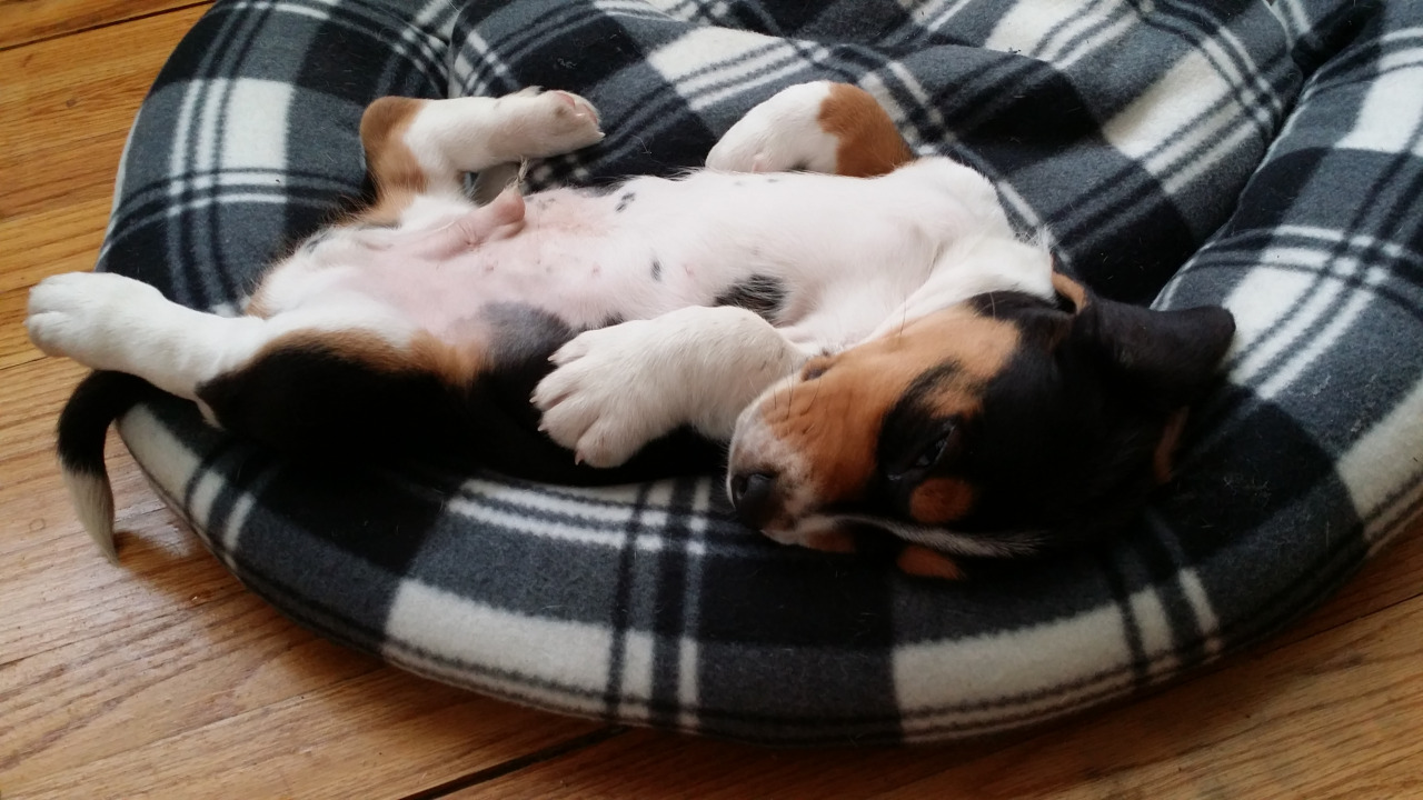 Meet Loki, the adorable sleeping puppy! Pet taxi, Pet