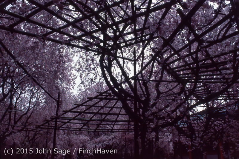 Japan Trip April 1984 b7 221