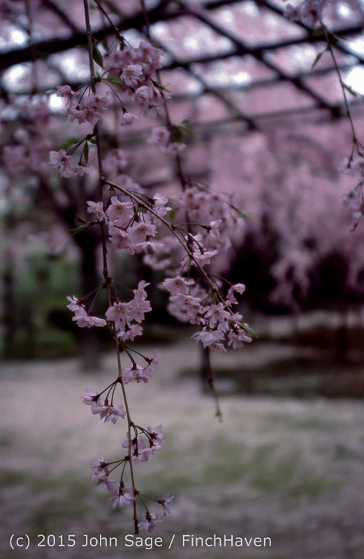 Japan Trip April 1984 b7 222