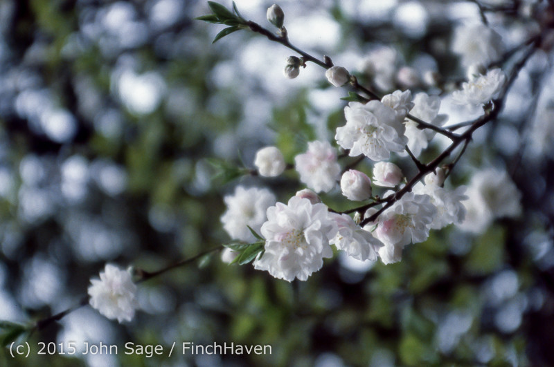 Japan Trip April 1984 b7 223