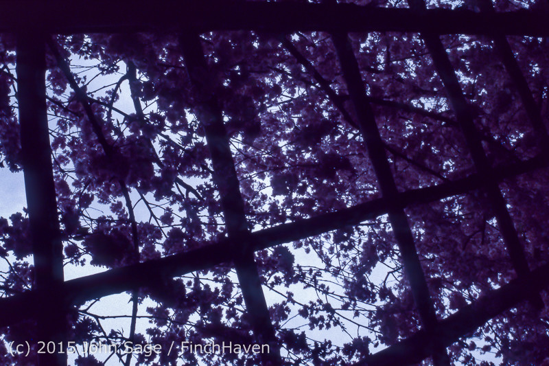 Japan Trip April 1984 b7 225