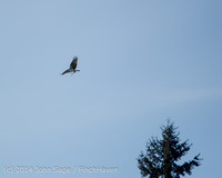 2821 Vultures LAX v North Kitsap 042914