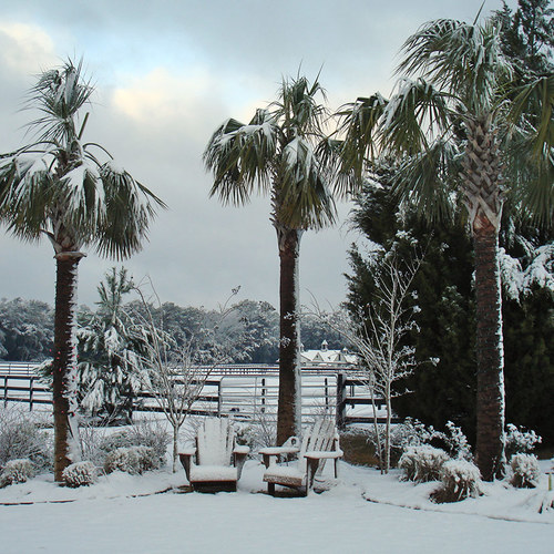 Snow in South Carolina FineGardening