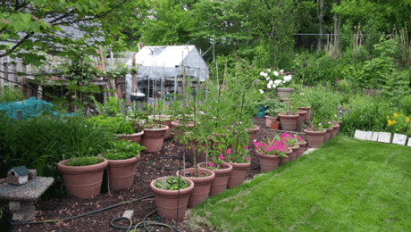 Gardening Within a Small Space - FineGardening