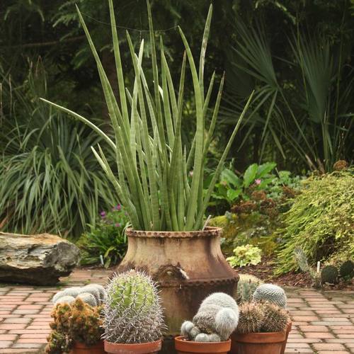 Succulents in North Carolina FineGardening