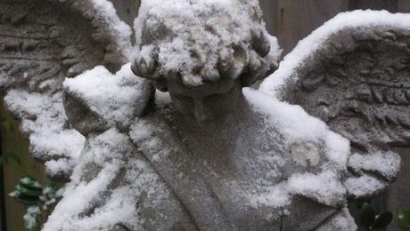 The Garden in Winter, Day #3 - FineGardening