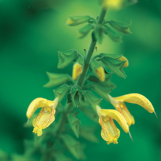 Japanese yellow sage - FineGardening