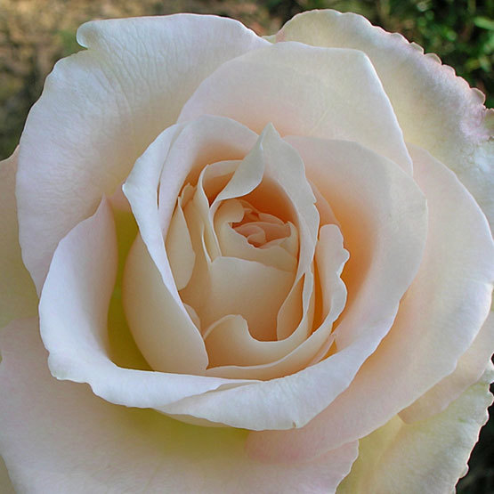 R. K. Witherspoon rose FineGardening