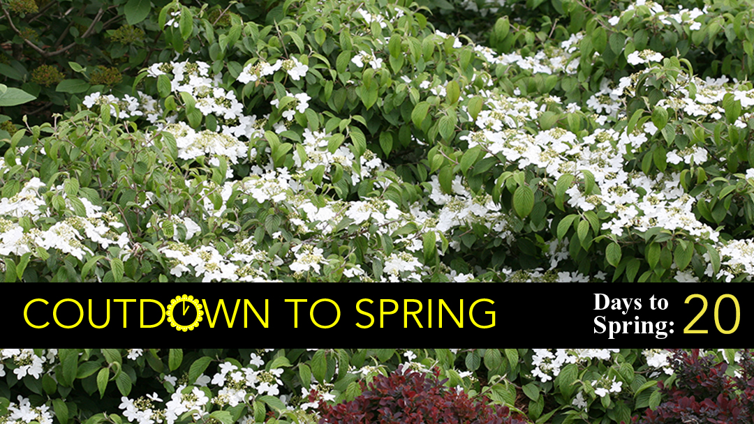 10 Plants for Yearround Containers FineGardening