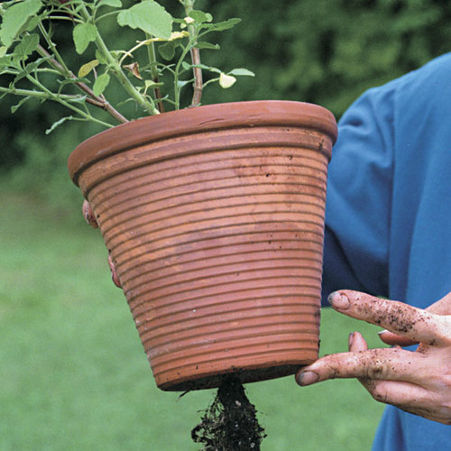 How to Repot Container Plants FineGardening