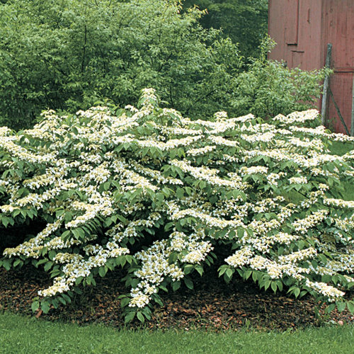 Viburnums are Versatile Shrubs FineGardening