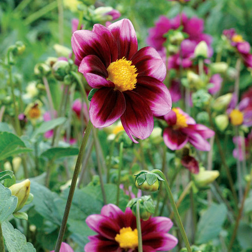 The Best Dahlias For Your Garden FineGardening
