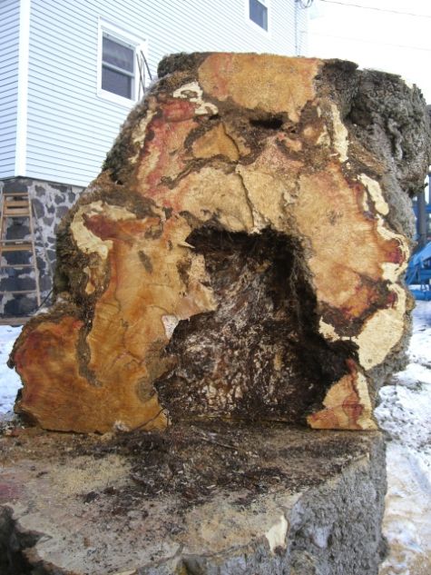 manitoba maple