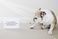 pet-modeling_ws_1370620425