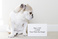 pet-modeling_ws_1370620495